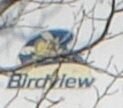 Birdview solid logo1