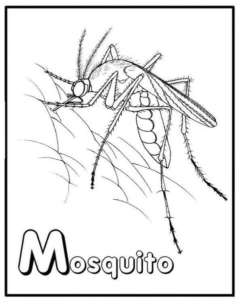 color_mosquito.jpg