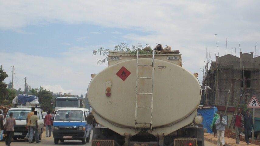 Goats being transported atop fuel tanker.JPG