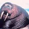 walrus1957